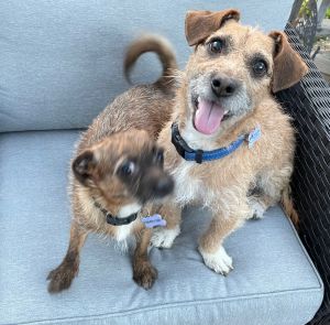 Sandy & Danny (bonded pair) Border Terrier Dog