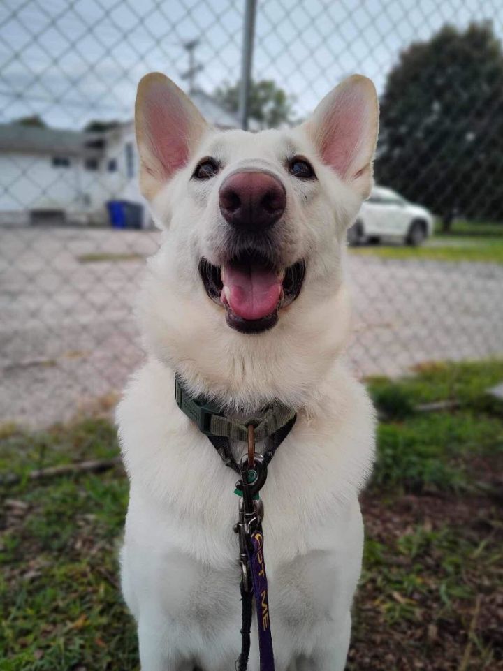 Zeus *Adoption Fee Sponsored  1