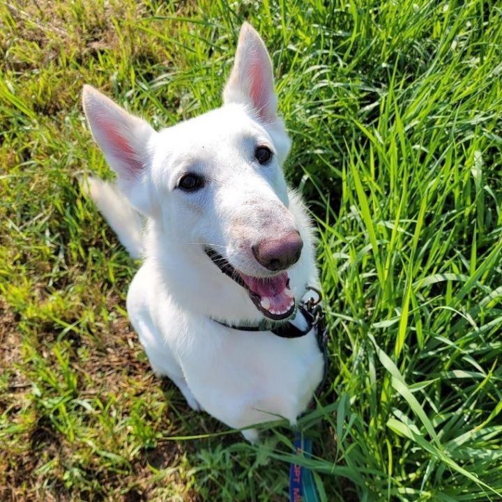 Zeus *Adoption Fee Sponsored , an adoptable White German Shepherd in Highland, MD_image-5