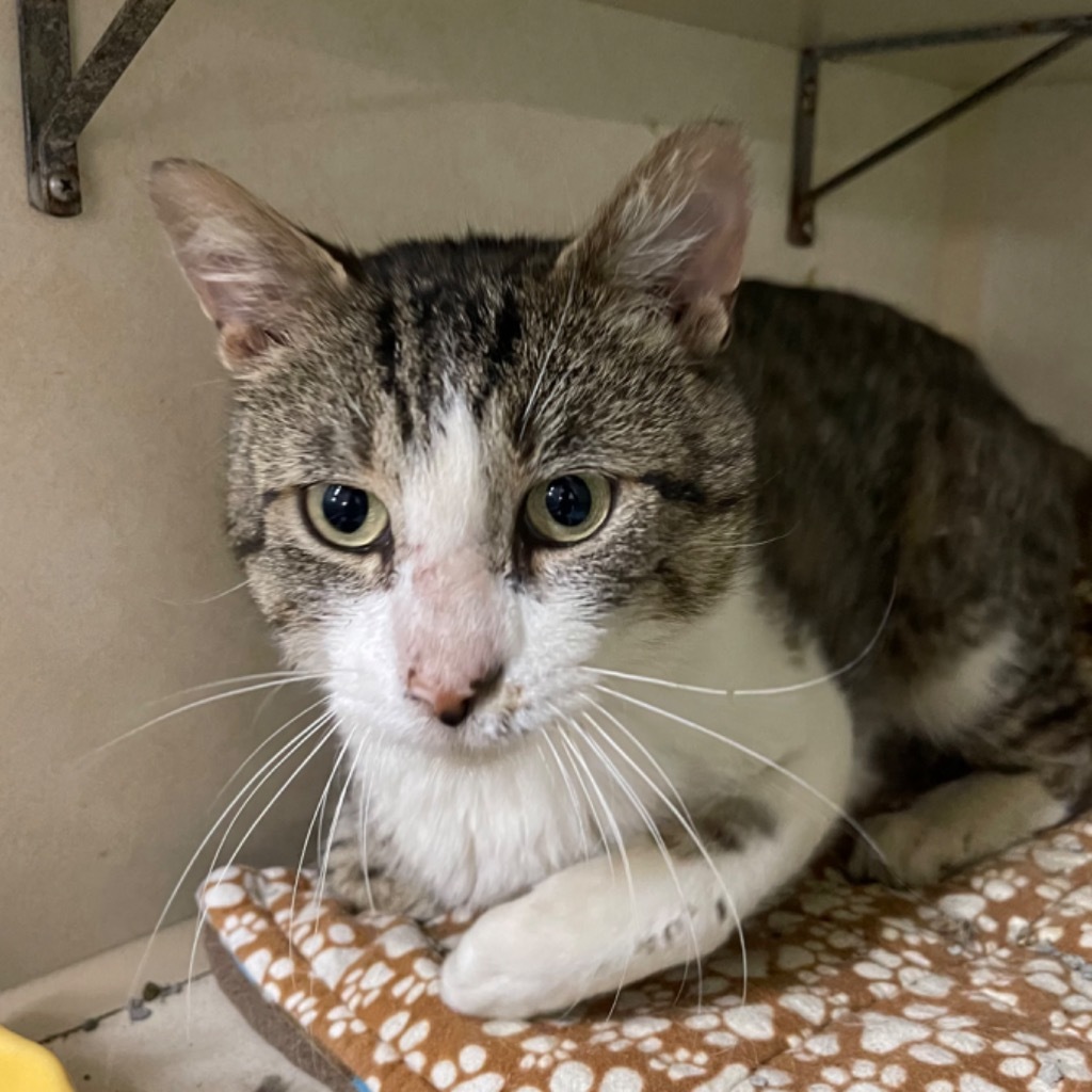 FRAZIER, an adoptable Domestic Short Hair in Battle Creek, MI, 49017 | Photo Image 1