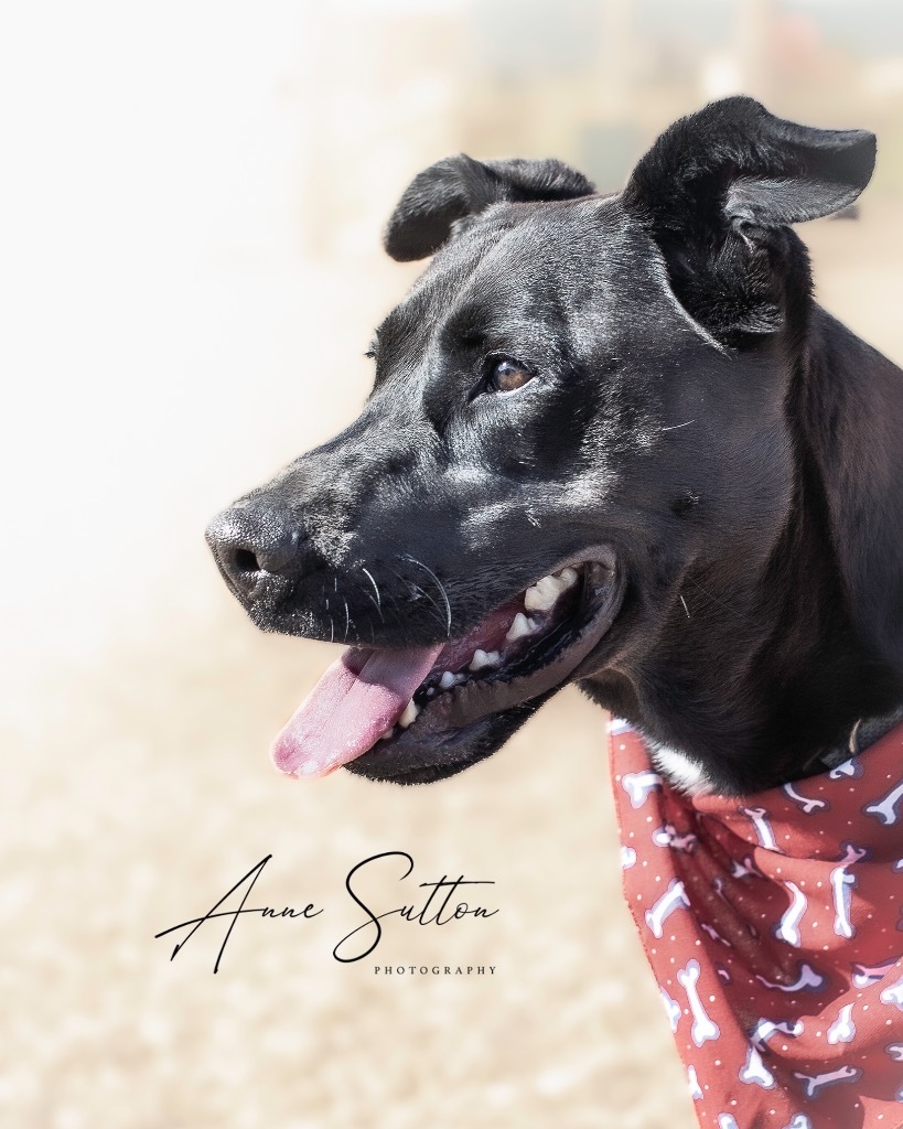 Leo, an adoptable Labrador Retriever in Hot Springs, SD, 57747 | Photo Image 1