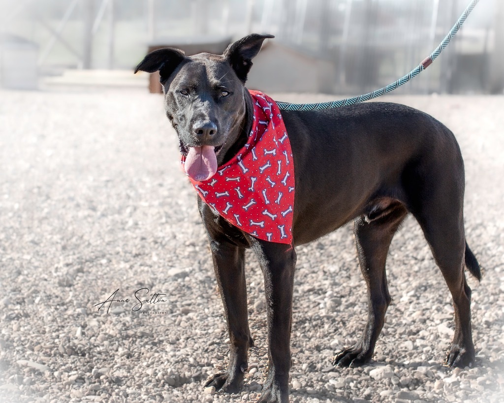 Leo, an adoptable Labrador Retriever in Hot Springs, SD, 57747 | Photo Image 2