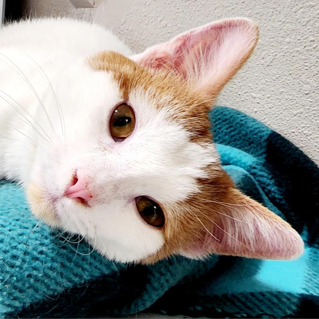 Howard, an adoptable Domestic Medium Hair in Kanab, UT, 84741 | Photo Image 1