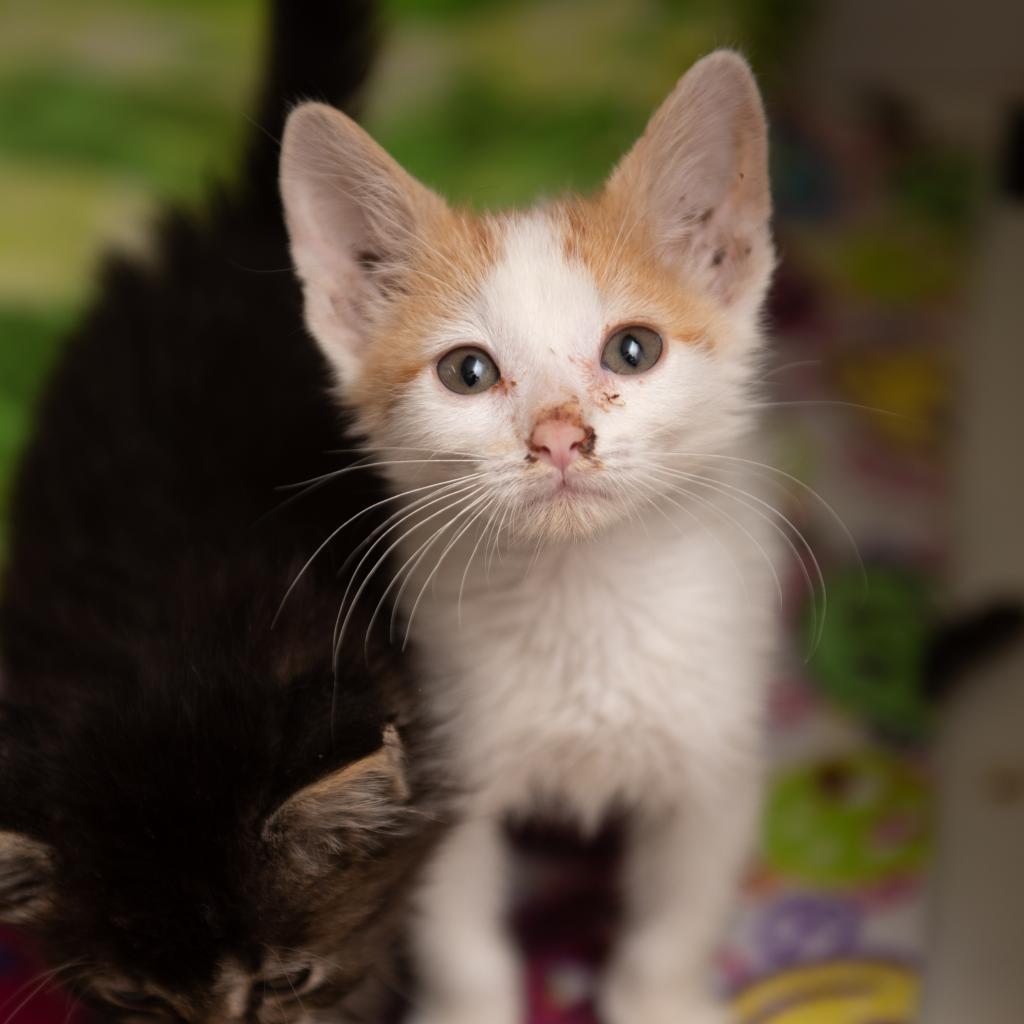 Howard, an adoptable Domestic Medium Hair in Kanab, UT, 84741 | Photo Image 2