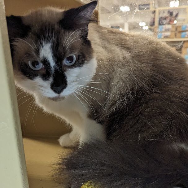 Hazel, an adoptable Siamese, Snowshoe in Hollywood, FL, 33019 | Photo Image 4