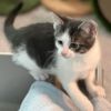 Almond - Adventurous Explorer 