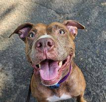 MEET ATHENA This sweet mature lovable pretty pitty girl is seeking her forever Who is Athena S