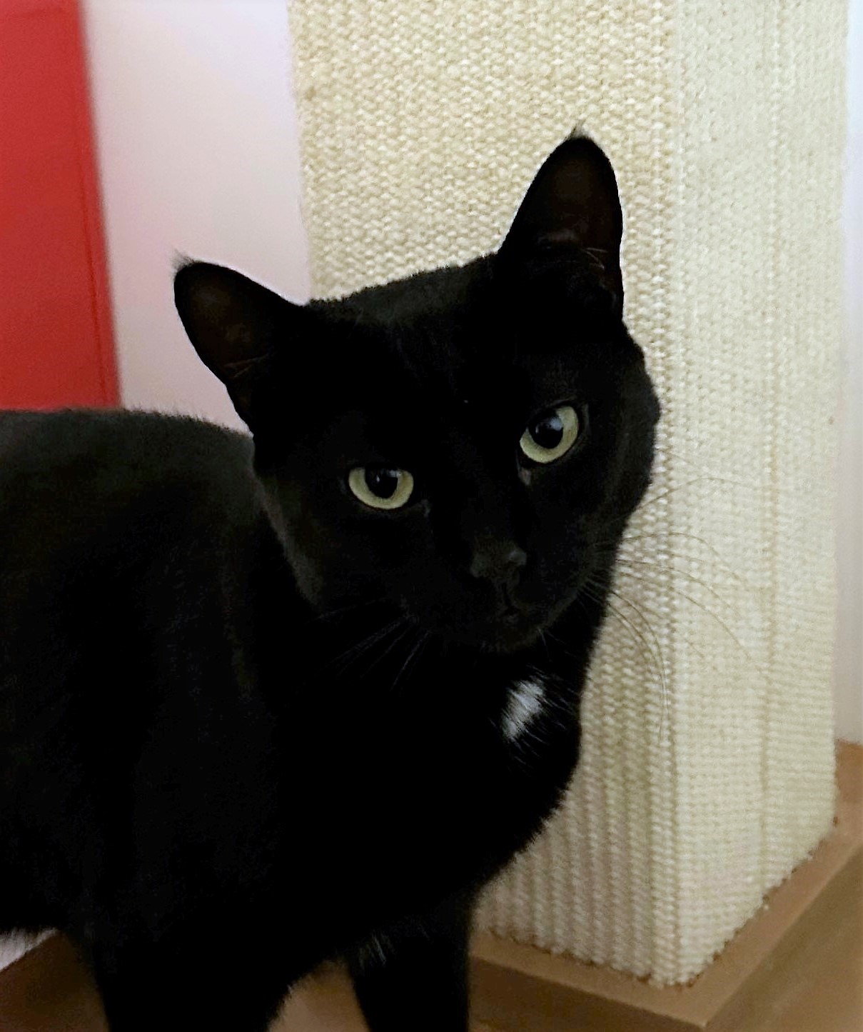 Minnie, an adoptable Domestic Short Hair in Santa Fe, NM, 87501 | Photo Image 1