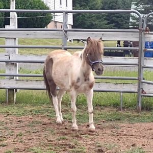 teacup horse