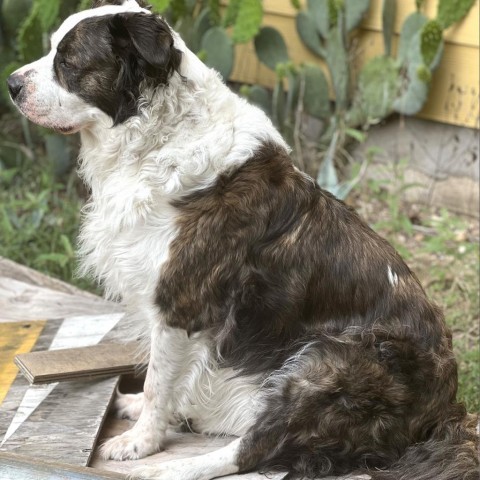 Saint bernard best sale collie mix