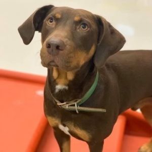 Chocolate doberman clearance pinscher