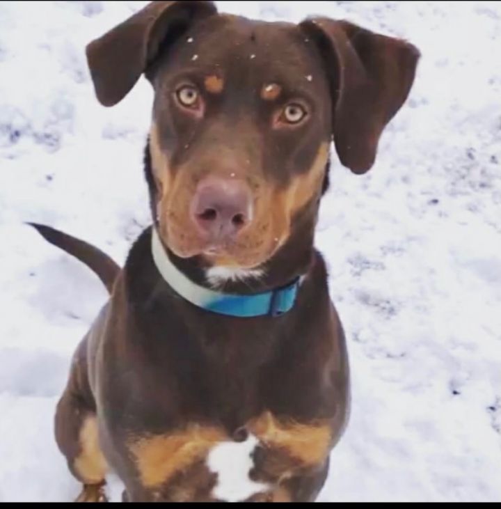 Red, an adoptable Doberman Pinscher & Chocolate Labrador Retriever Mix in Charlotte, NC_image-2
