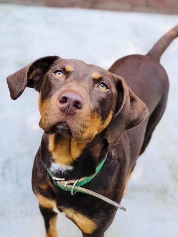 Red, an adoptable Doberman Pinscher Mix in Charlotte, NC_image-3