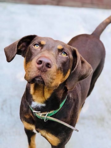 fawn doberman puppy