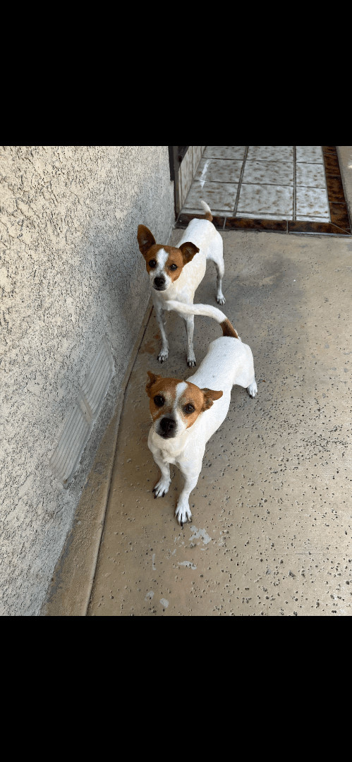 Petfinder sale small dogs