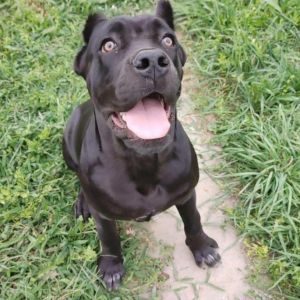 Michigan Baseball on X: Last chance to register your pup for Bark in the  Park this weekend! We're also partnering with Buster Foundation, a local  dog rescue, and asking fans to bring