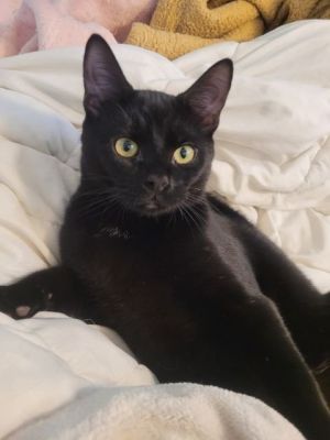 Bonded pairMeet Fafnir Hes a gorgeous black kitty looking for a home He is currently fostered in 