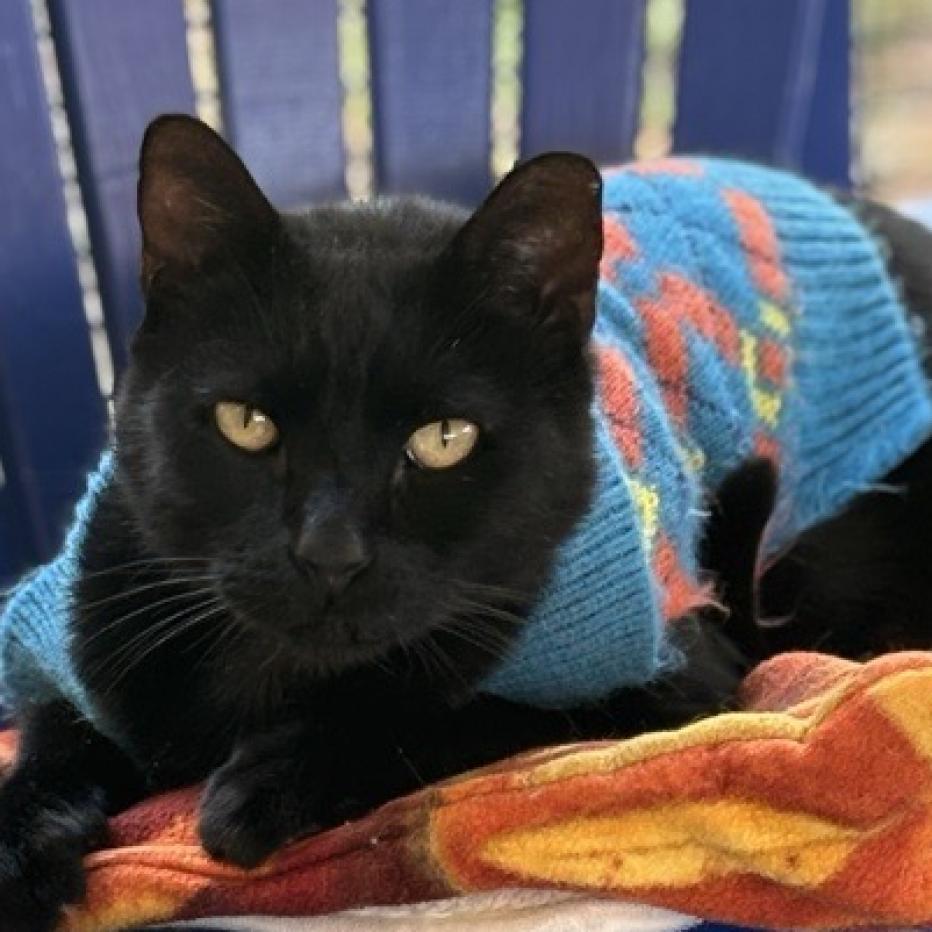 Turner, an adoptable Domestic Short Hair in Kanab, UT, 84741 | Photo Image 1