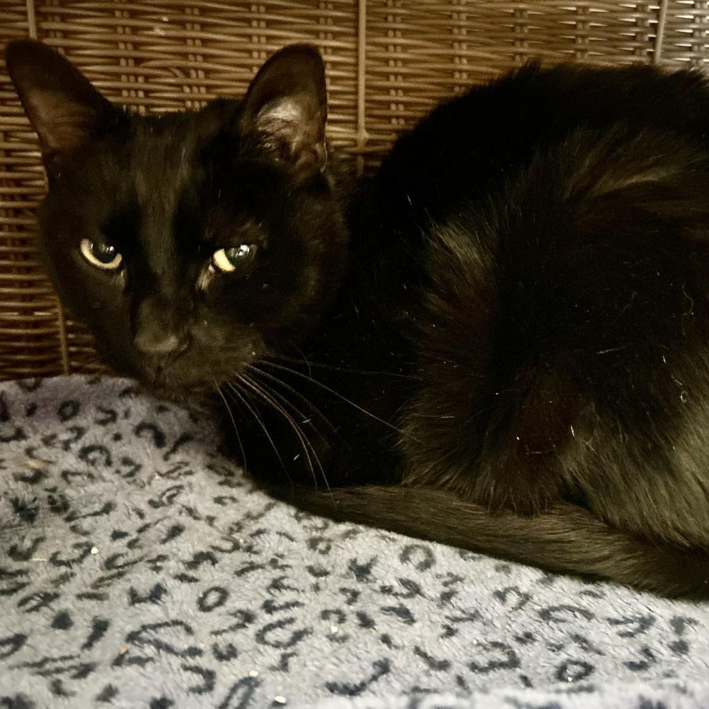 Turner, an adoptable Domestic Short Hair in Kanab, UT, 84741 | Photo Image 2