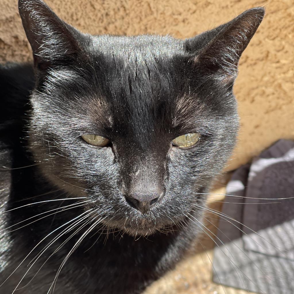 Turner, an adoptable Domestic Short Hair in Kanab, UT, 84741 | Photo Image 3