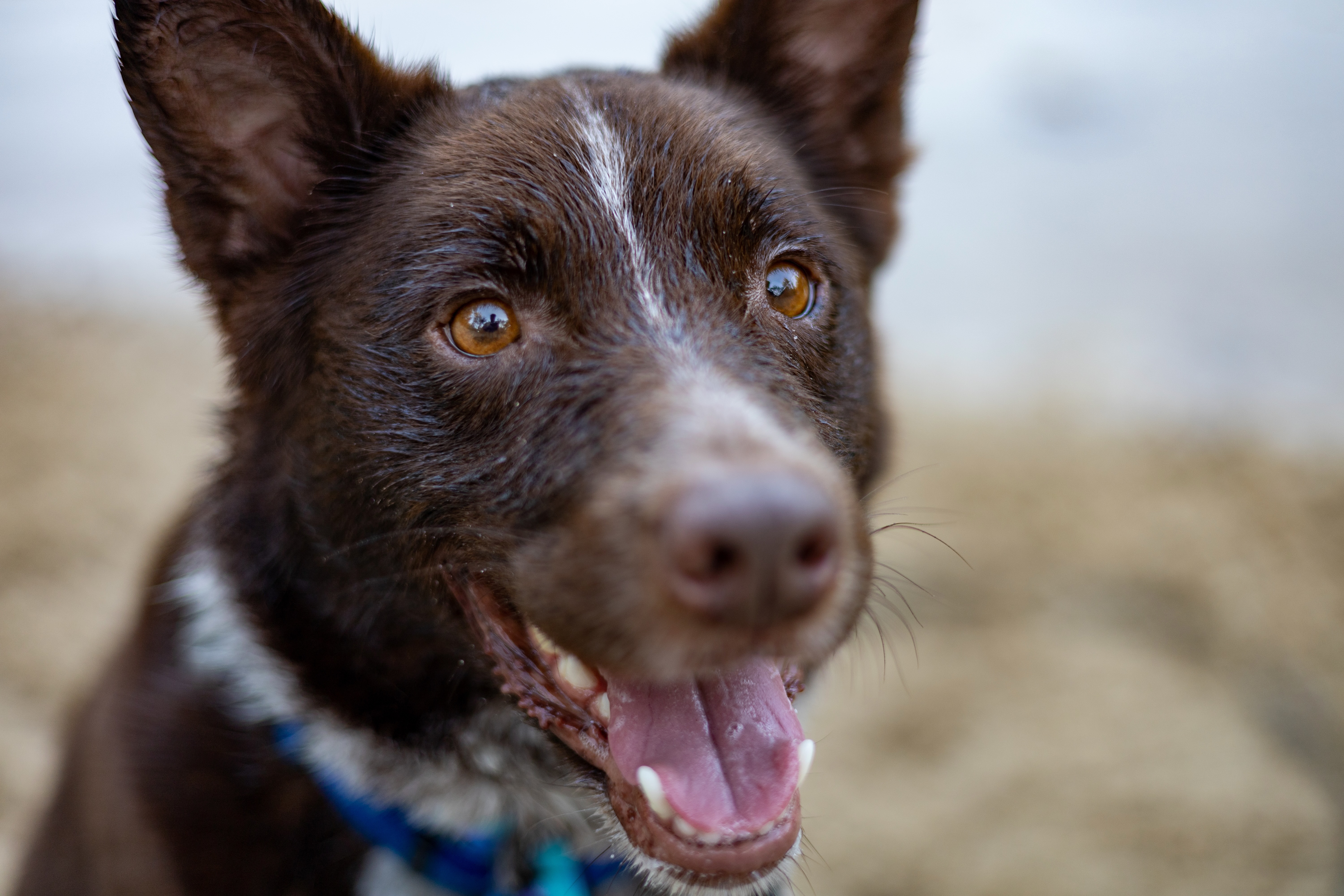 THEO ***Adoption Pending!***, an adoptable Australian Cattle Dog / Blue Heeler, Border Collie in Nampa, ID, 83653 | Photo Image 2