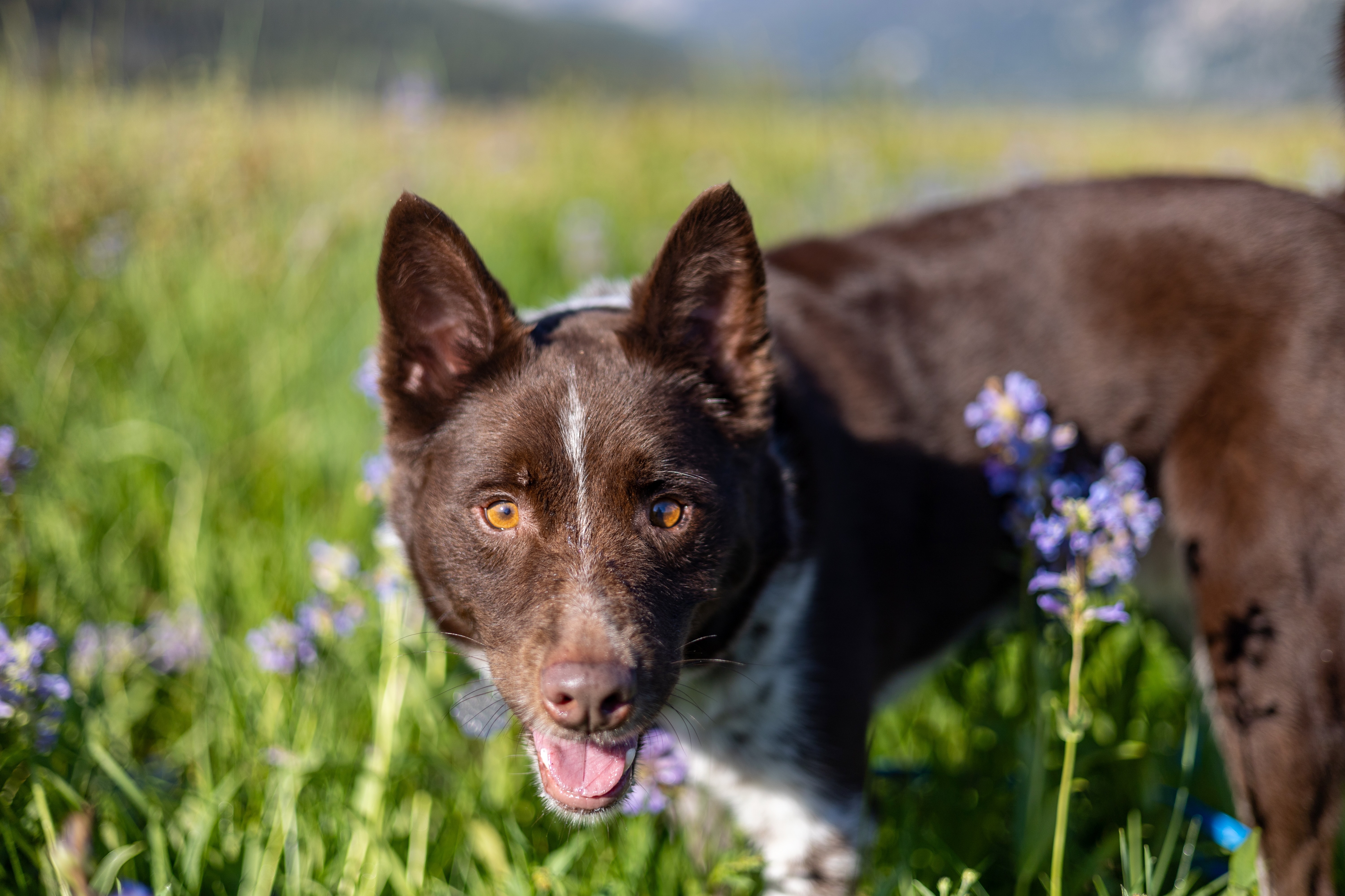 Australian blue heeler border best sale collie mix