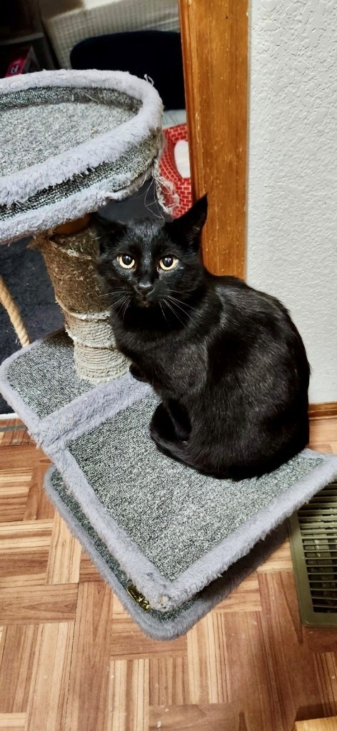 Reece Whiskerspoon, an adoptable Domestic Short Hair in Fort Lupton, CO, 80621 | Photo Image 1