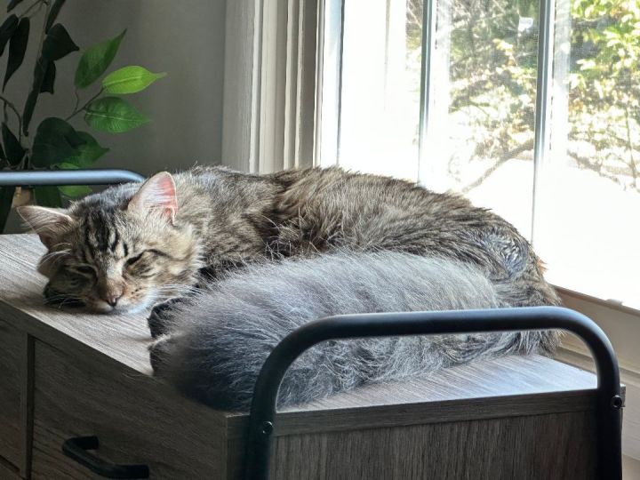 Sal-Gorgeous Sweetheart 3