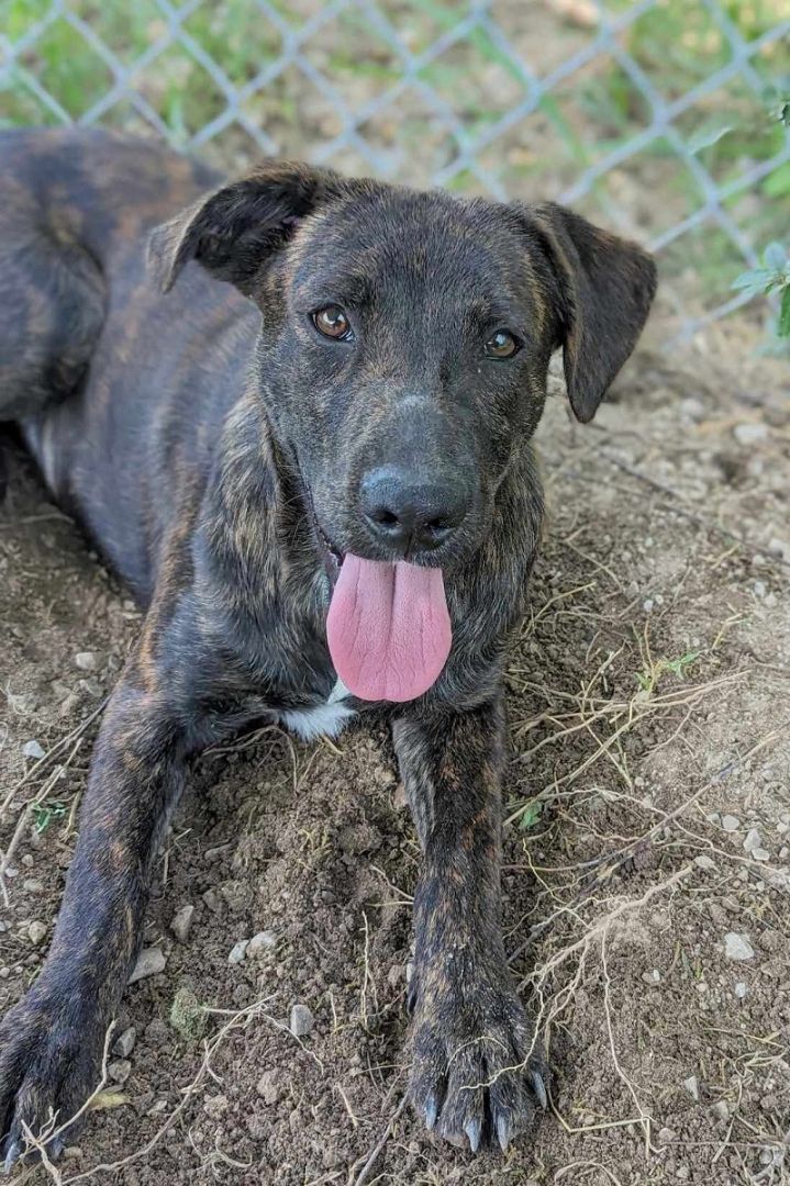 Mountain cur store plott hound mix