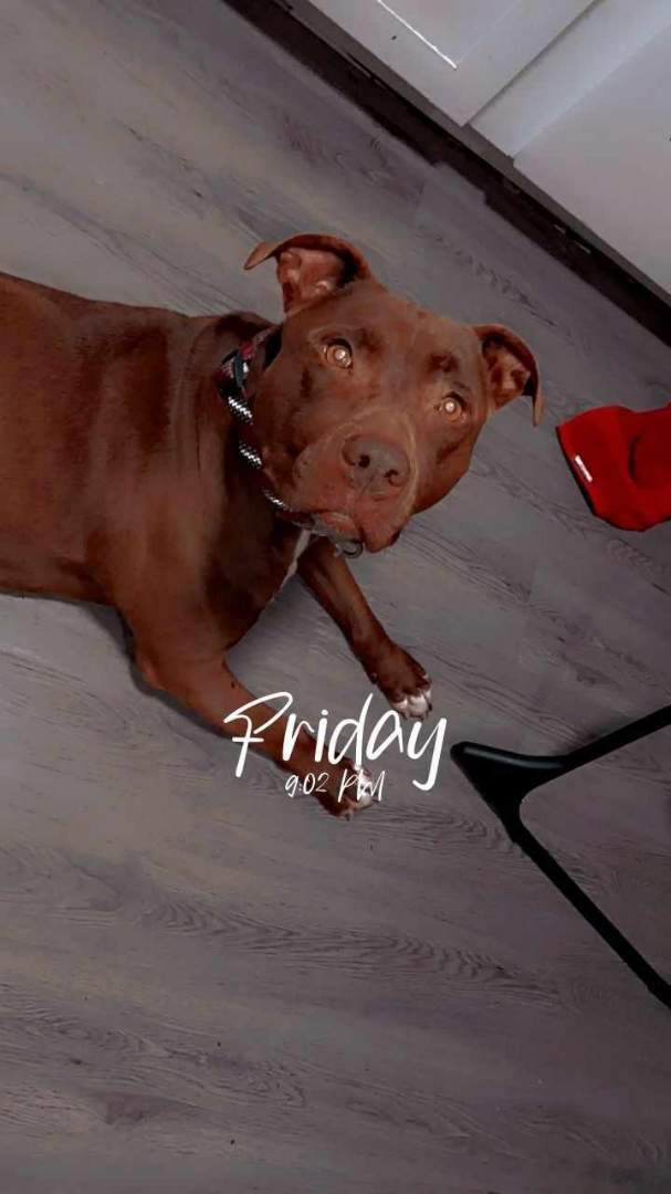 Korrah, an adoptable Pit Bull Terrier & Chocolate Labrador Retriever Mix in Ferndale, WA_image-2