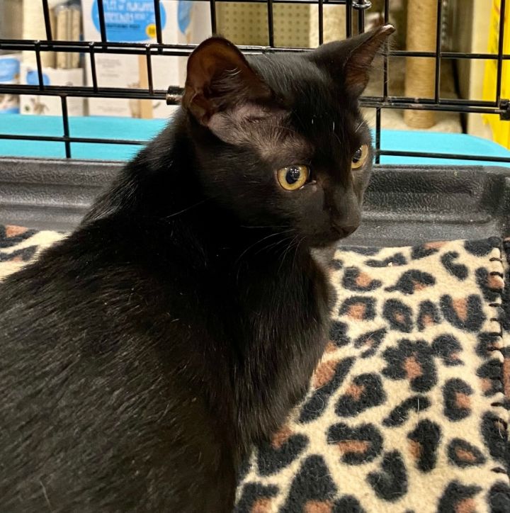 Gus - North Conroe Petsmart (JH) 2