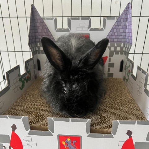 Prince, an adoptable Angora Rabbit in Miami, FL_image-5