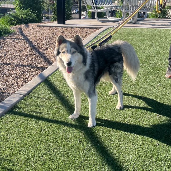 Dakota (Courtesy post), an adoptable Siberian Husky in Phoenix, AZ_image-1