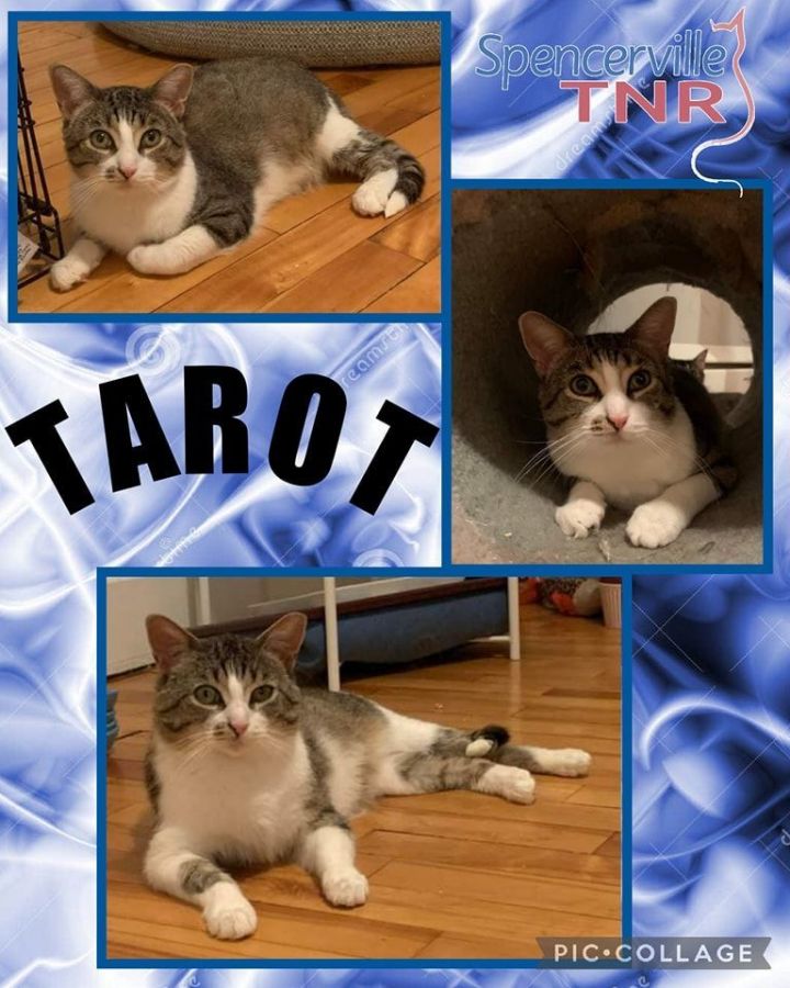 Tarot, an adoptable Domestic Short Hair in Spencerville, ON_image-4