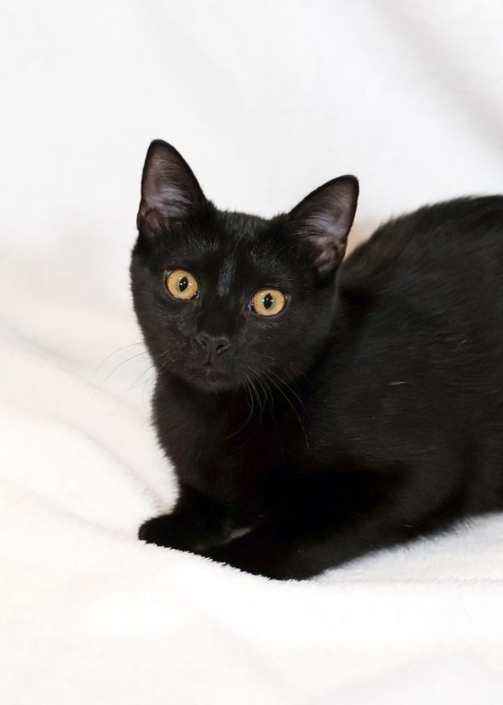 Midnight, an adoptable Domestic Short Hair Mix in Waxhaw, NC_image-1