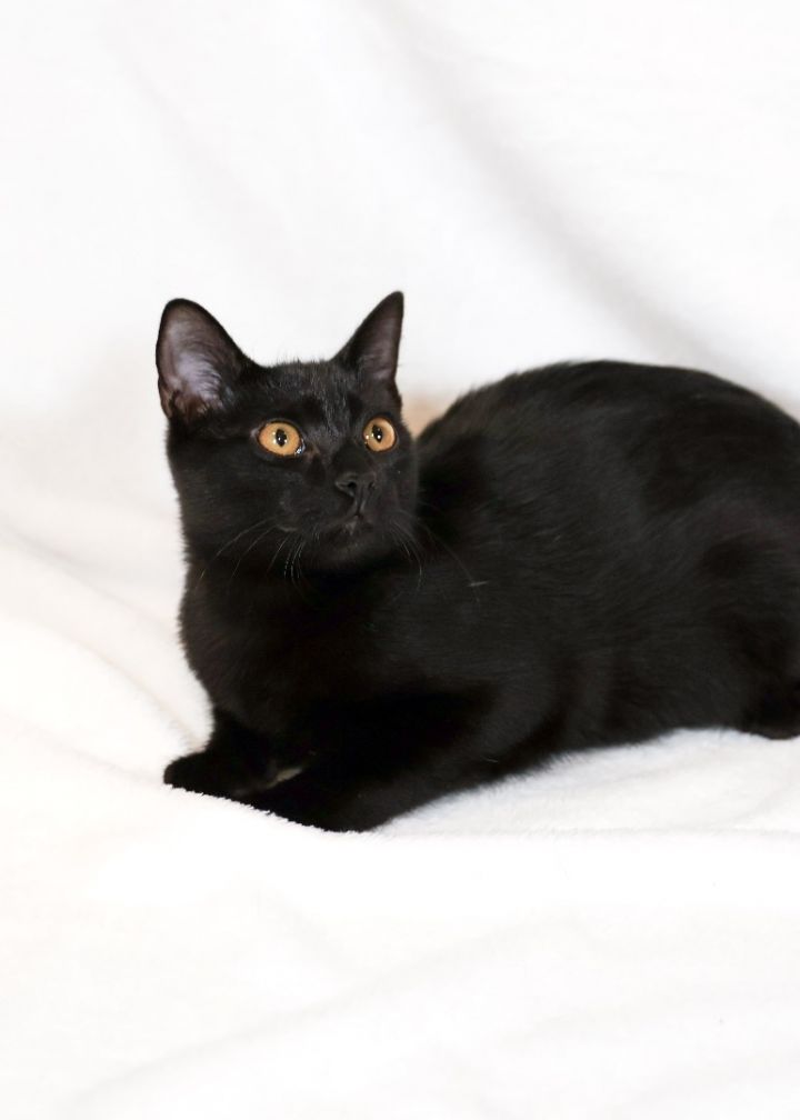 Midnight, an adoptable Domestic Short Hair Mix in Waxhaw, NC_image-5