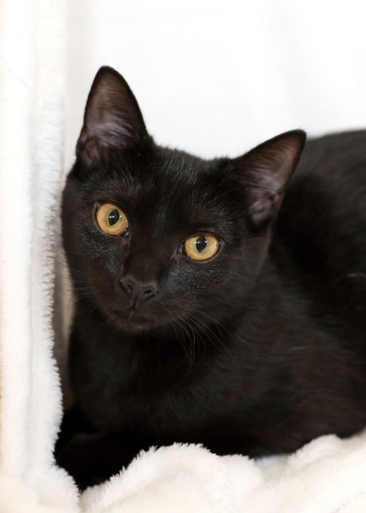 Midnight, an adoptable Domestic Short Hair Mix in Waxhaw, NC_image-6