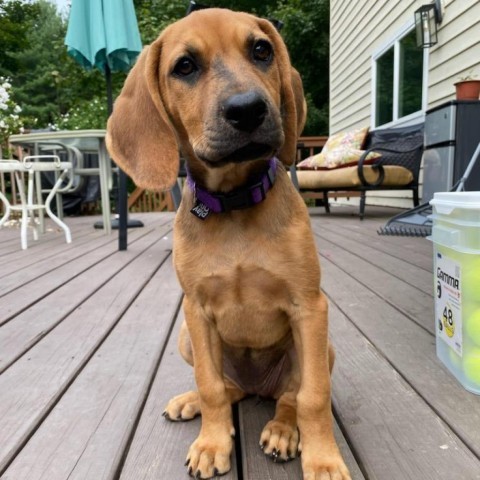 Ivy, an adoptable Bloodhound & Labrador Retriever Mix in Chantilly, VA_image-1
