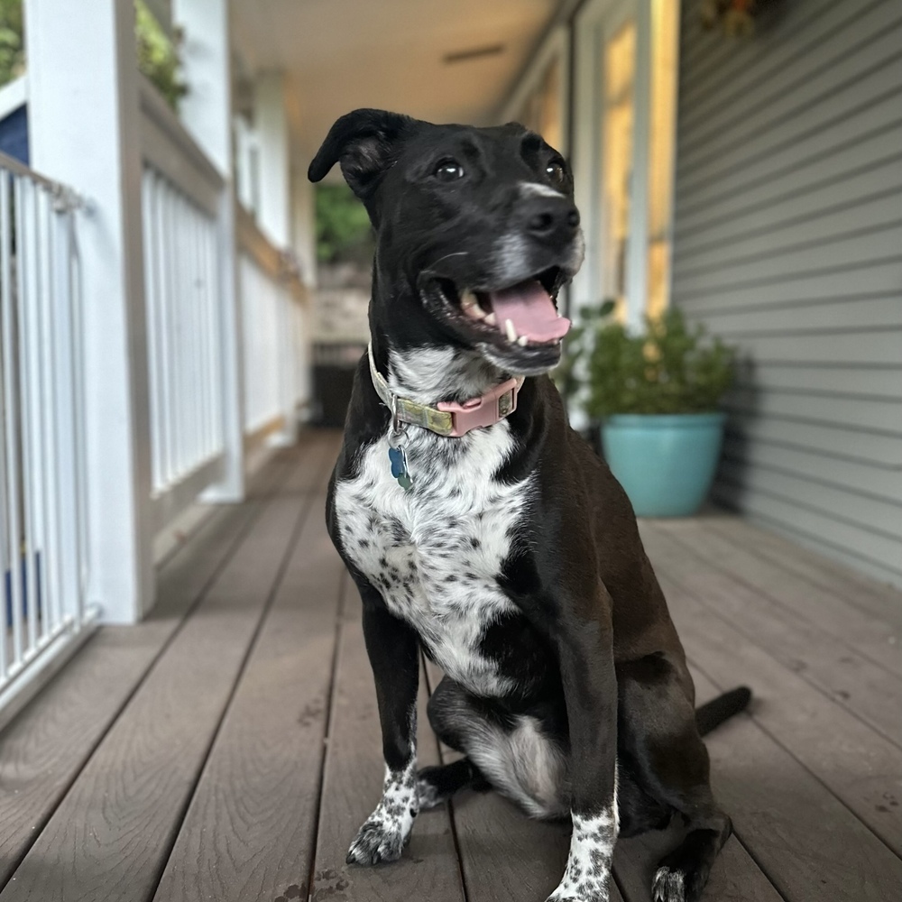 Zizi - AVAILABLE, an adoptable Pit Bull Terrier in Seattle, WA, 98115 | Photo Image 1