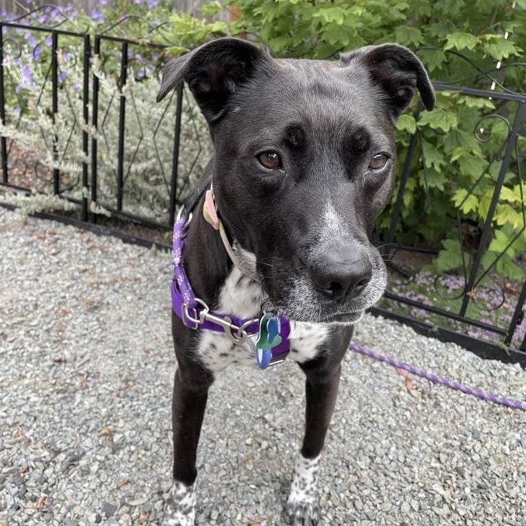 Zizi - AVAILABLE, an adoptable Pit Bull Terrier in Seattle, WA, 98115 | Photo Image 4