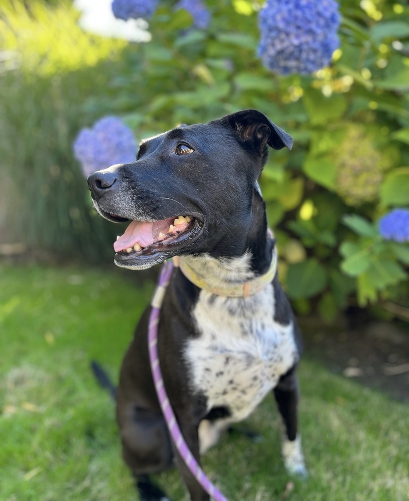 Zizi - AVAILABLE, an adoptable Pit Bull Terrier in Seattle, WA, 98115 | Photo Image 4