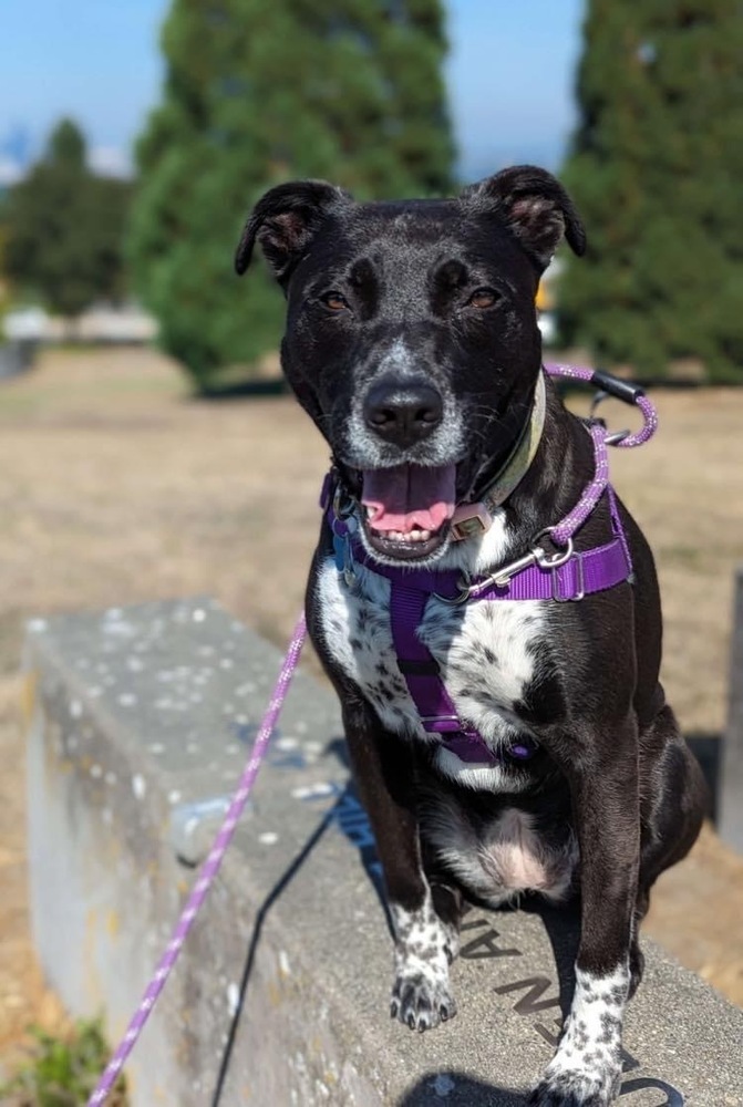 Zizi - AVAILABLE, an adoptable Pit Bull Terrier in Seattle, WA, 98115 | Photo Image 6