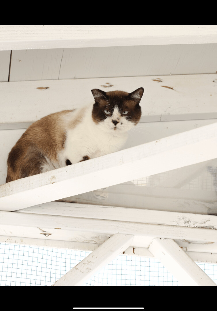 Bugatti, an adoptable Snowshoe in Mira Loma, CA, 91752 | Photo Image 2
