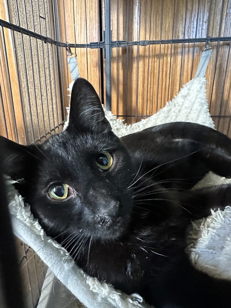 Leonard, an adoptable Domestic Short Hair in Albany, WI, 53502 | Photo Image 1