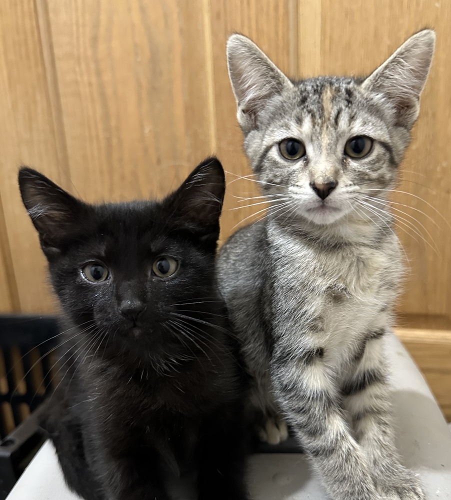 Leonard, an adoptable Domestic Short Hair in Albany, WI, 53502 | Photo Image 2