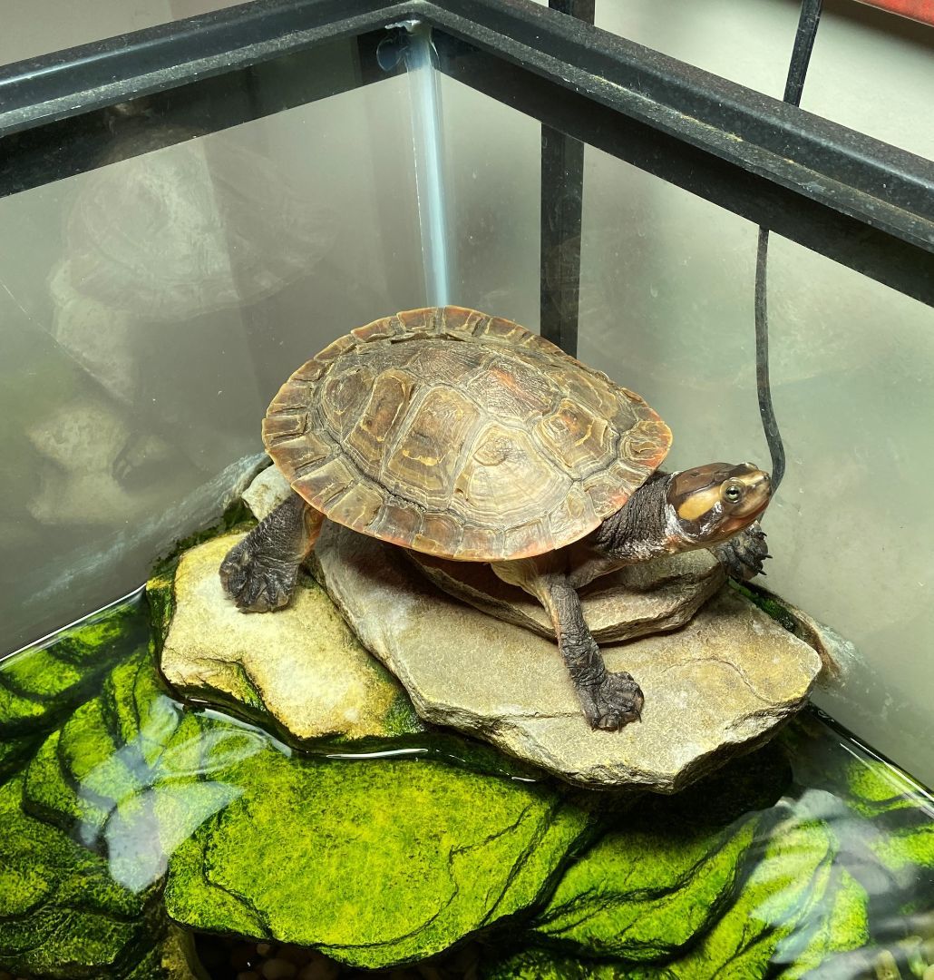 Turtle for adoption - Pink-bellied Sideneck Turtle, a Turtle in ...