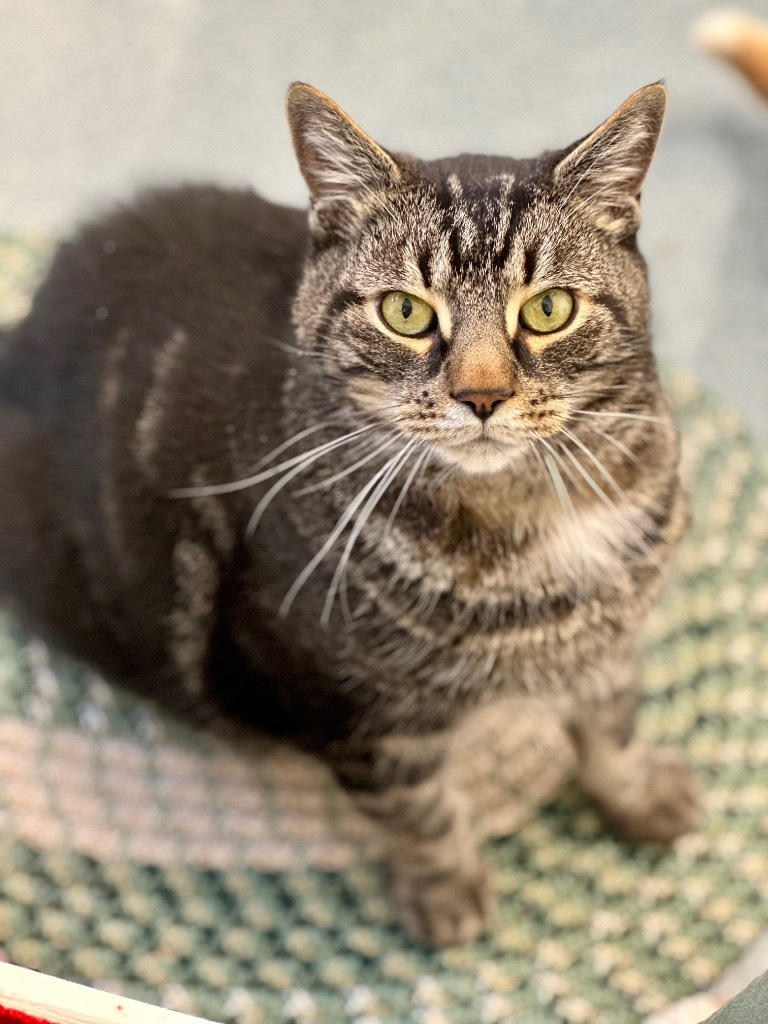 Tank, an adoptable Domestic Short Hair in Cumberland, ME, 04021 | Photo Image 1
