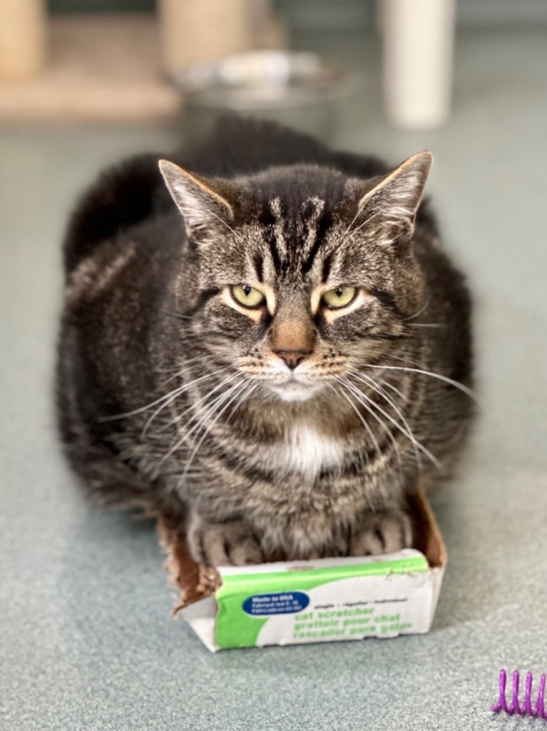 Tank, an adoptable Domestic Short Hair in Cumberland, ME, 04021 | Photo Image 2