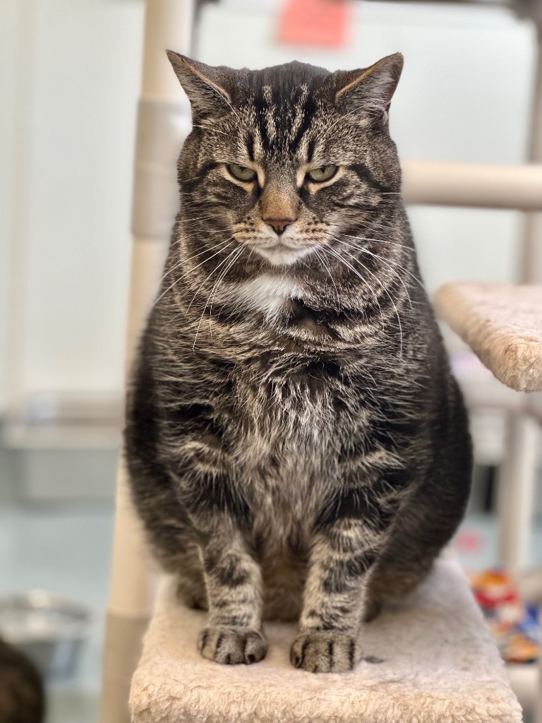 Tank, an adoptable Domestic Short Hair in Cumberland, ME, 04021 | Photo Image 3