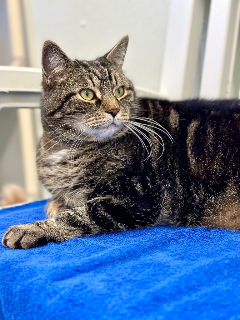 Tank, an adoptable Domestic Short Hair in Cumberland, ME, 04021 | Photo Image 4